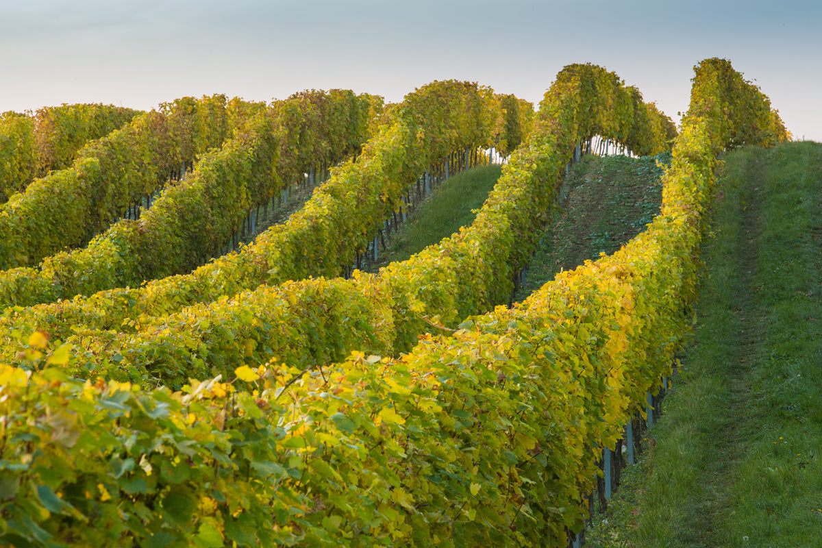 Volarik_vineyard_Purmice_1MB.jpg